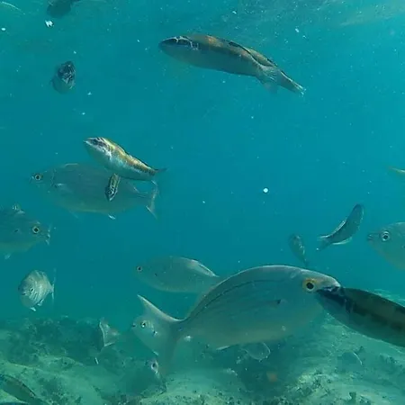 Lägenhet The White House With Pool -